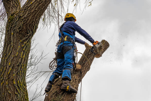 How Our Tree Care Process Works  in Butler, AL